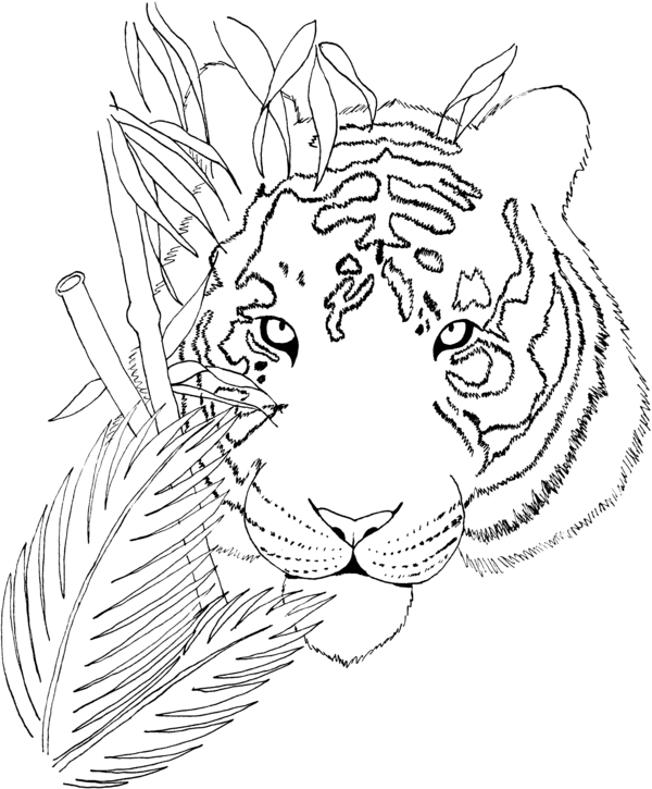 600x725 Tiger - Luxury Sketch