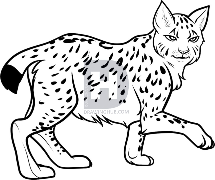 861x720 How To Draw A Lynx, Lynx, Step By Step, Drawing Guide, By - Lynx Sketch