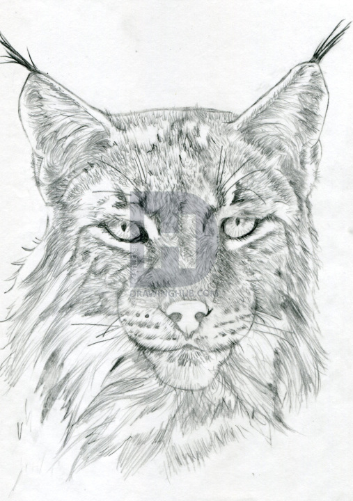 Lynx Sketch at PaintingValley.com | Explore collection of Lynx Sketch