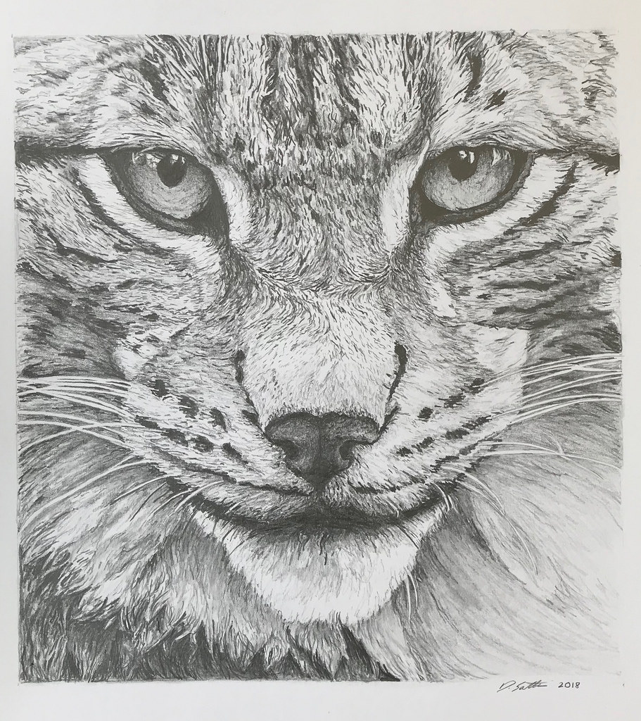 911x1024 Lynx - Lynx Sketch