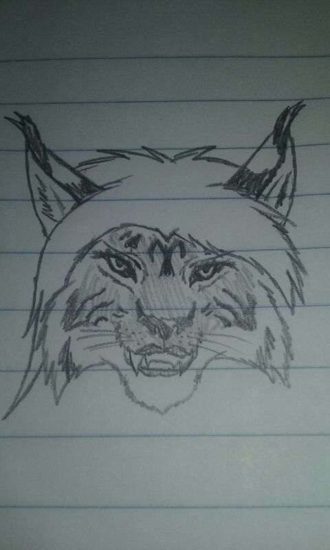 480x800 Lynx Sketch - Lynx Sketch