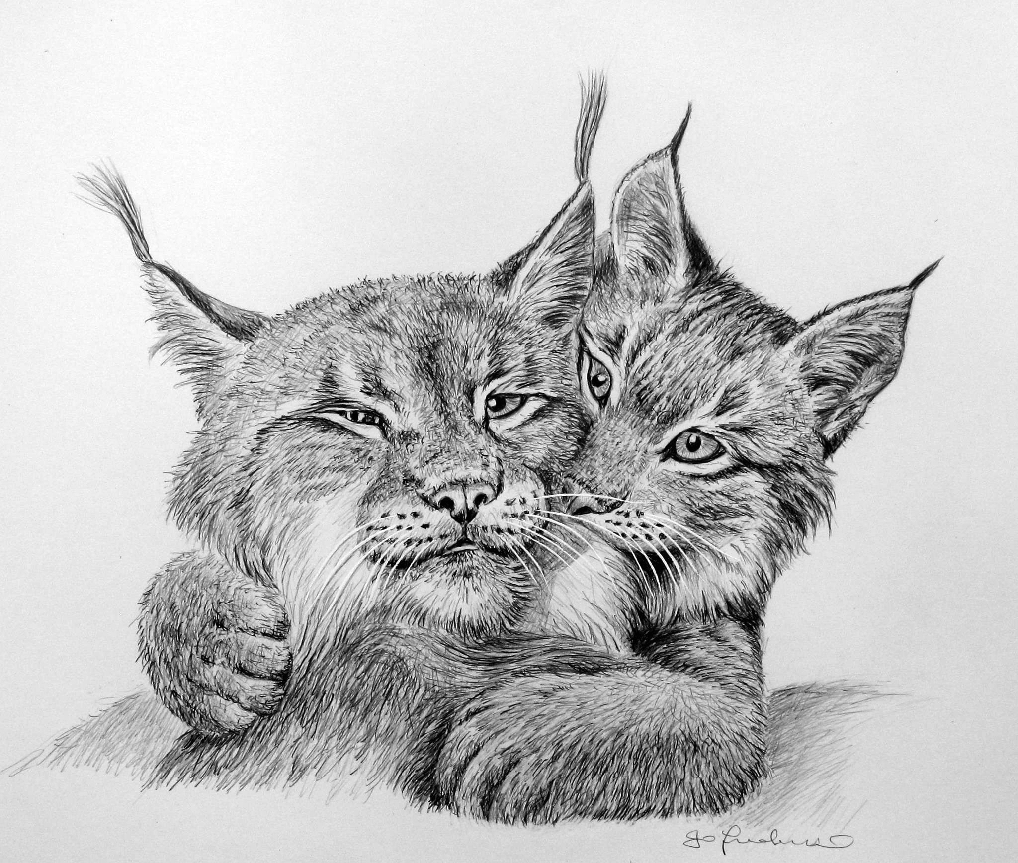 2048x1736 Lynx Sketch Drawing Skill - Lynx Sketch