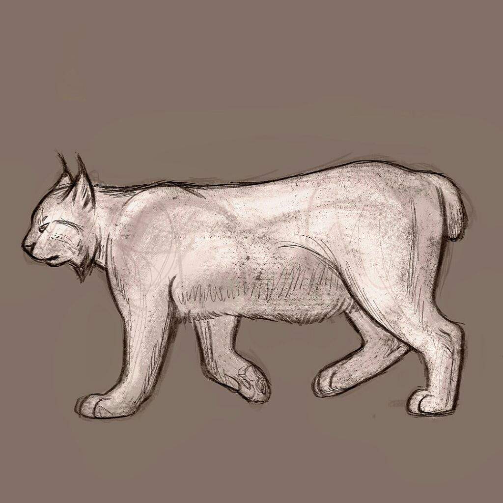 1024x1024 Lynx Sketch Furry Amino - Lynx Sketch
