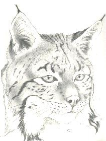 211x280 Lynx Sketch Lampblack Ak Bear Hunter - Lynx Sketch