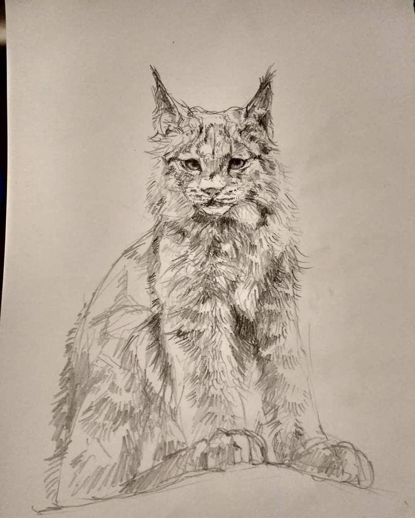 819x1024 Lynx Sketch Art Amino - Lynx Sketch