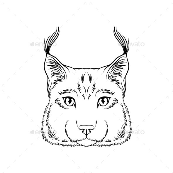 590x590 Sketch Of Lynx Head, Portrait Of Wild Serval Cat By Happypictures - Lynx Sketch