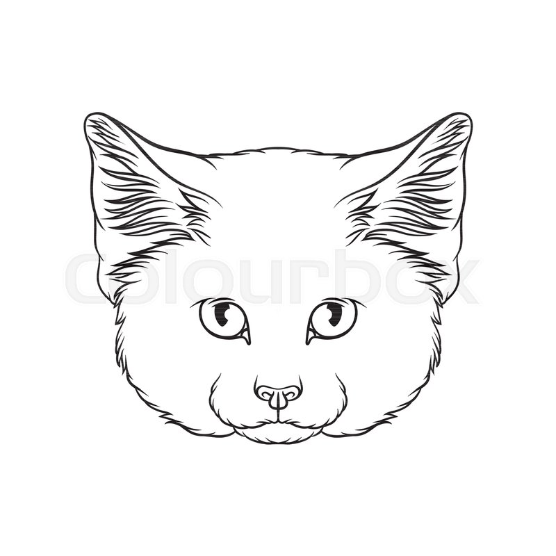 800x800 Sketch Of Lynx Head, Portrait Of Wild Cat Animal Black And White - Lynx Sketch