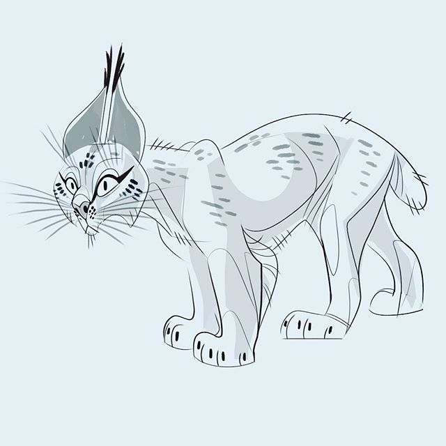 640x640 The Quickest Lynx Sketch. - Lynx Sketch