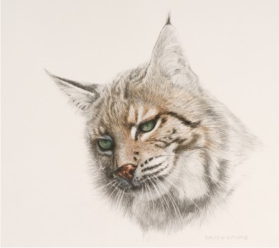 394x350 Wildlife Artist David N. Kitler - Lynx Sketch