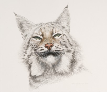 408x350 Wildlife Artist David N. Kitler - Lynx Sketch