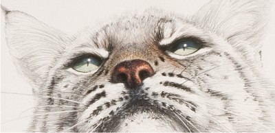 400x194 Wildlife Artist David N. Kitler - Lynx Sketch