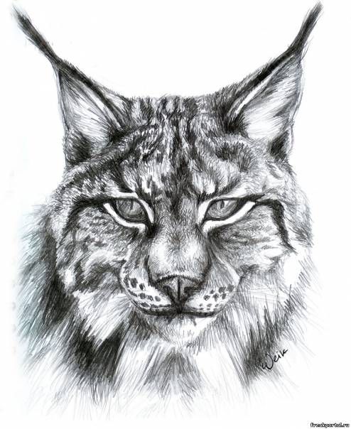 494x604 Lynx Sketch For Tattoo (57) - Lynx Sketch