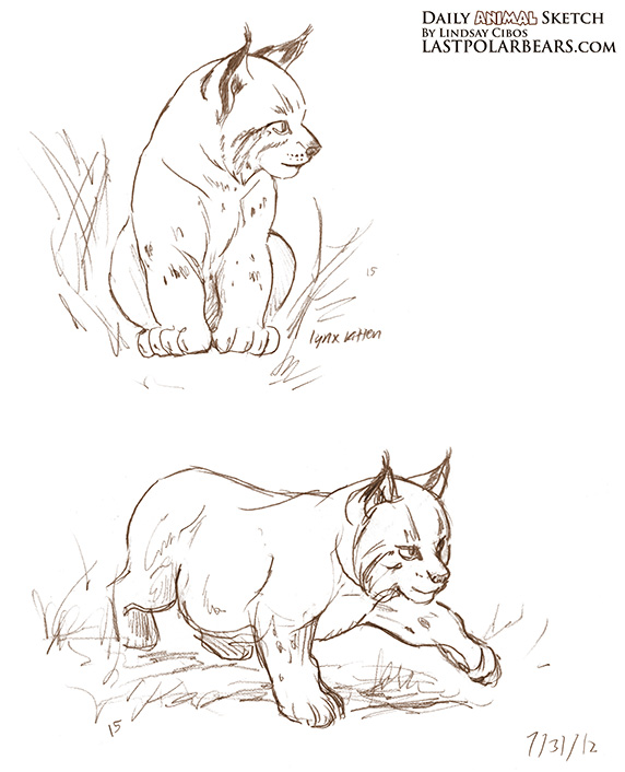 572x706 Daily Animal Sketch Canadian Lynx Cub Last Of The Polar Bears - Lynx Sketch