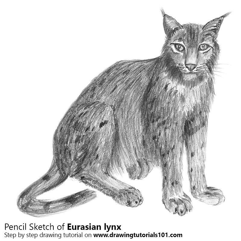800x800 Eurasian Lynx Pencil Drawing - Lynx Sketch