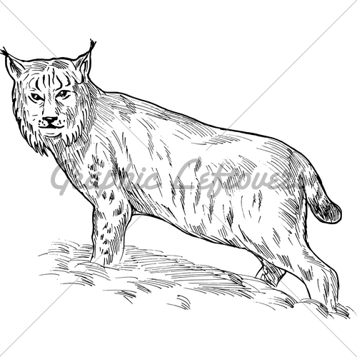 500x500 Eurasian Lynx Sketch Gl Stock Images - Lynx Sketch