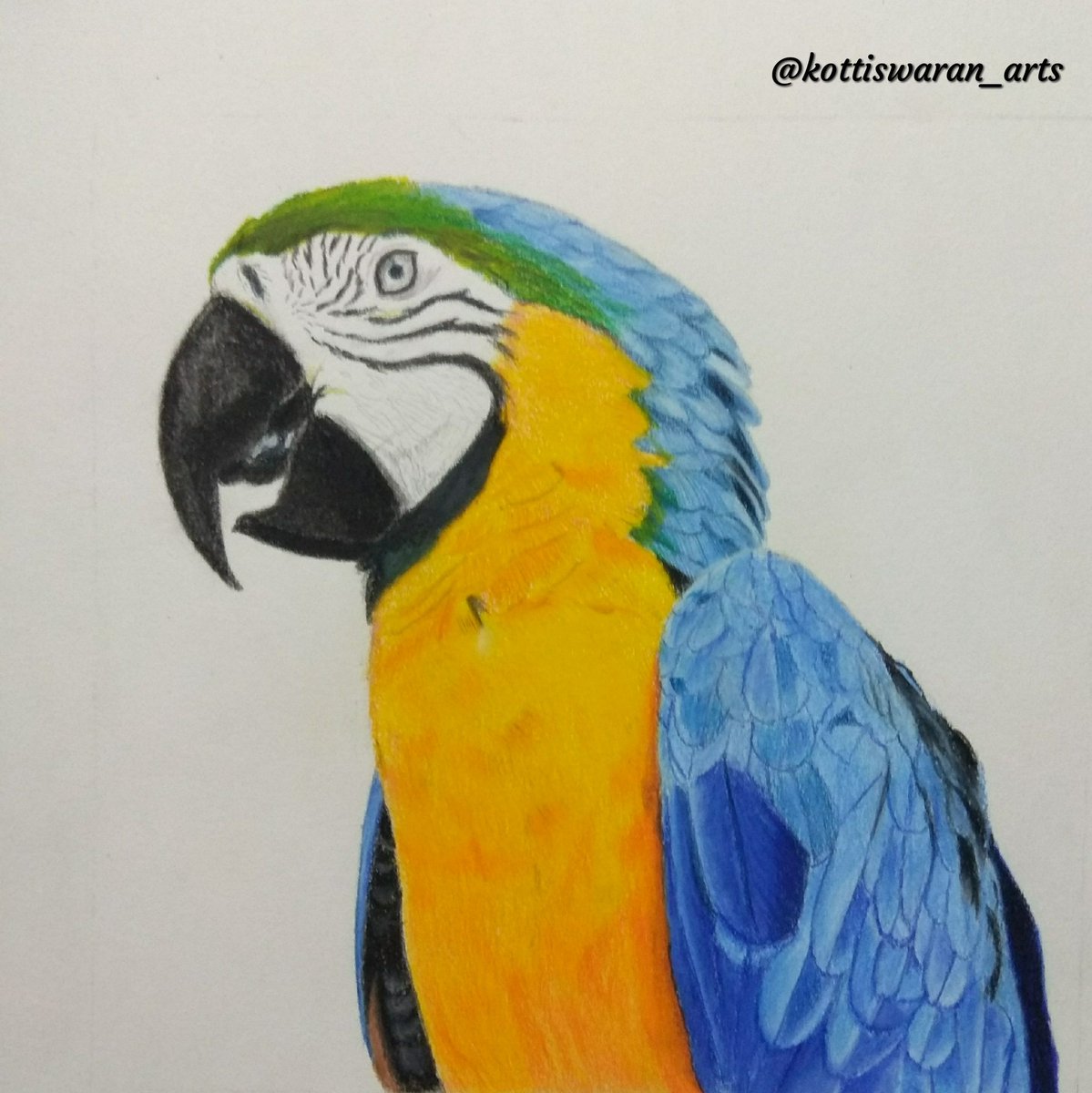 Macaw Sketch at PaintingValley.com | Explore collection of Macaw Sketch