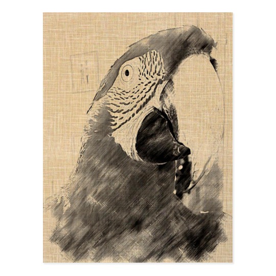 540x540 Lulu Macaw Sketch Postcard - Macaw Sketch