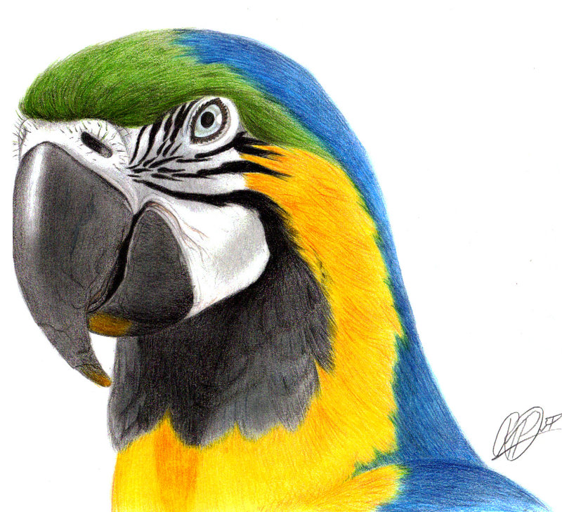 800x729 Macaw Best Drawing Drawing Skill - Macaw Sketch