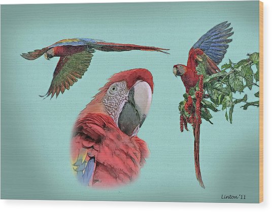536x418 Macaw Sketch Digital Art By Larry Linton - Macaw Sketch