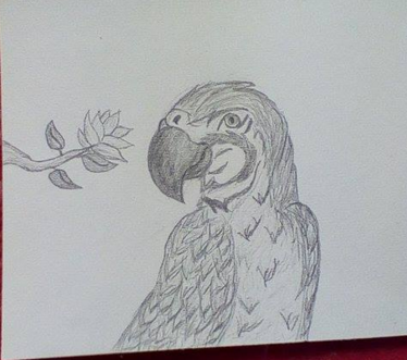 374x331 Macaw Sketch By Silverwolfaj - Macaw Sketch