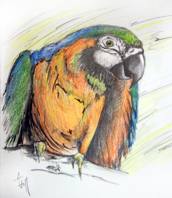 600x689 Macaw Sketch By Ccwildcard4 - Macaw Sketch