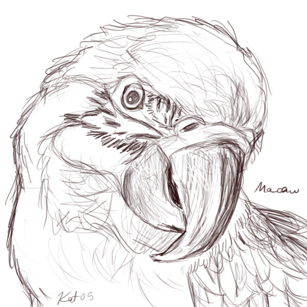 600x600 Macaw Sketch By Kalicothekat - Macaw Sketch