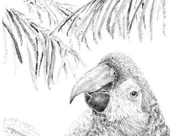 340x270 Macaw Sketch Etsy - Macaw Sketch