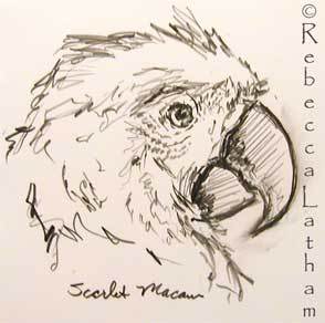 294x292 Macaws, Cockatoos, Amp Parrots To Paint Paintings Of Wildlife - Macaw Sketch