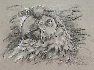 300x224 Original Signed Drawing Parrot Macaw Bird Charcoal Artwork Pastel - Macaw Sketch
