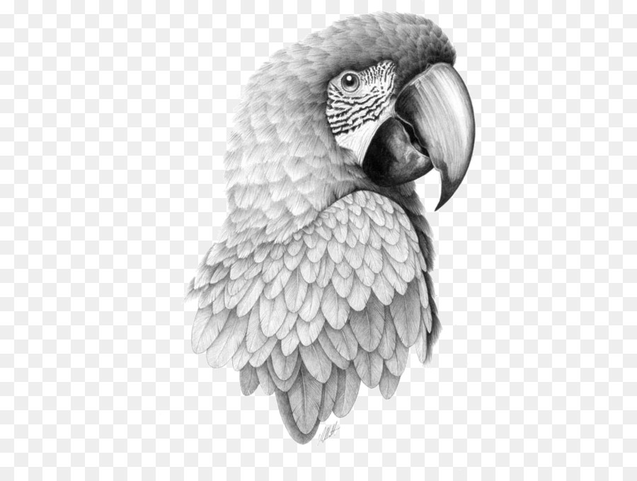 900x680 Parrot Bird Drawing Macaw Sketch - Macaw Sketch