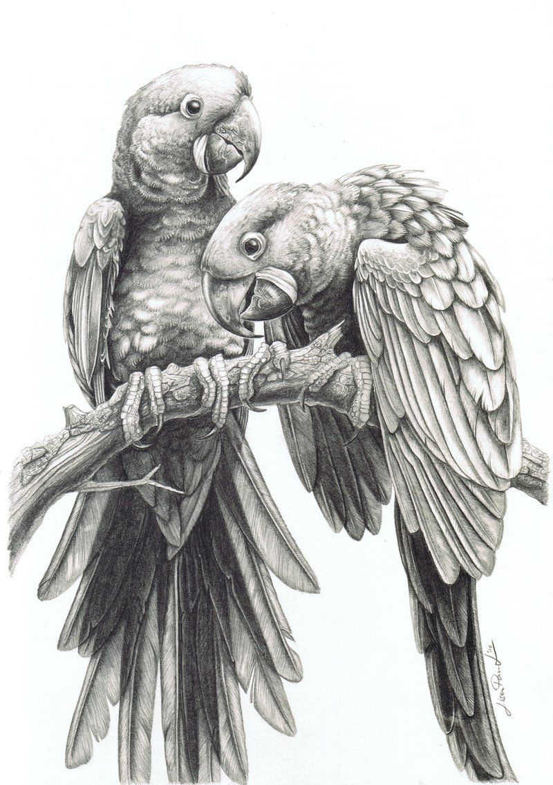800x1135 Pencil Sketch Of Parrot Anodorhynchus Hyacinthinusharpyja On - Macaw Sketch