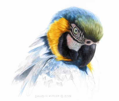 410x350 Wildlife Artist David N. Kitler - Macaw Sketch