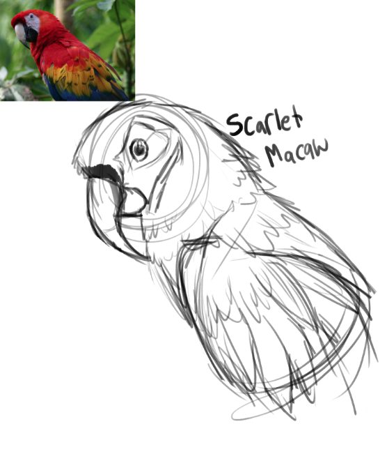 556x651 Scarlet Macaw Sketch By Kamododraws030 - Macaw Sketch