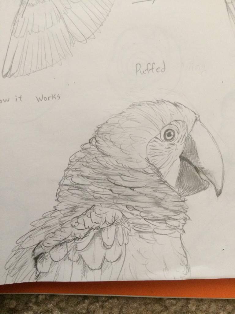 768x1024 Green Winged Macaw Sketch Art Amino - Macaw Sketch
