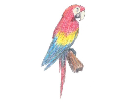 551x425 How To Draw A Scarlet Macaw - Macaw Sketch