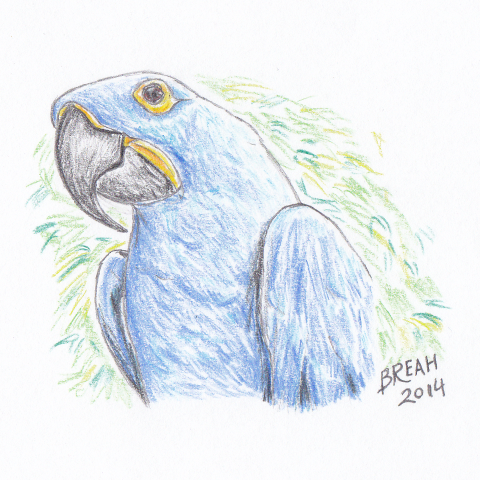 Macaw Sketch at PaintingValley.com | Explore collection of Macaw Sketch