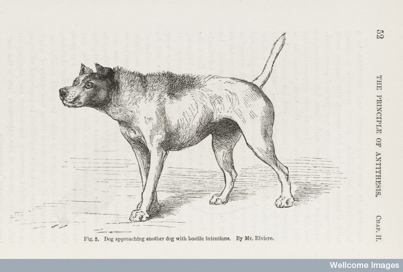 800x541 The Biting Of A Mad Dog - Mad Dog Sketch