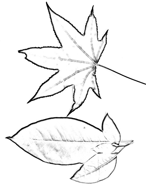 493x640 The Helpful Art Teacher Drawing Magnified Leaves Finding The Details - Magnifying Glass Sketch
