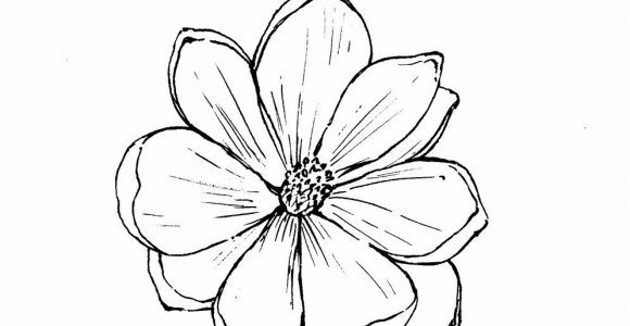 580x300 Magnolia Flower Line Drawing - Magnolia Flower Sketch