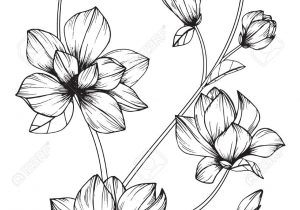 300x210 Magnolia Flower Sketch - Magnolia Flower Sketch
