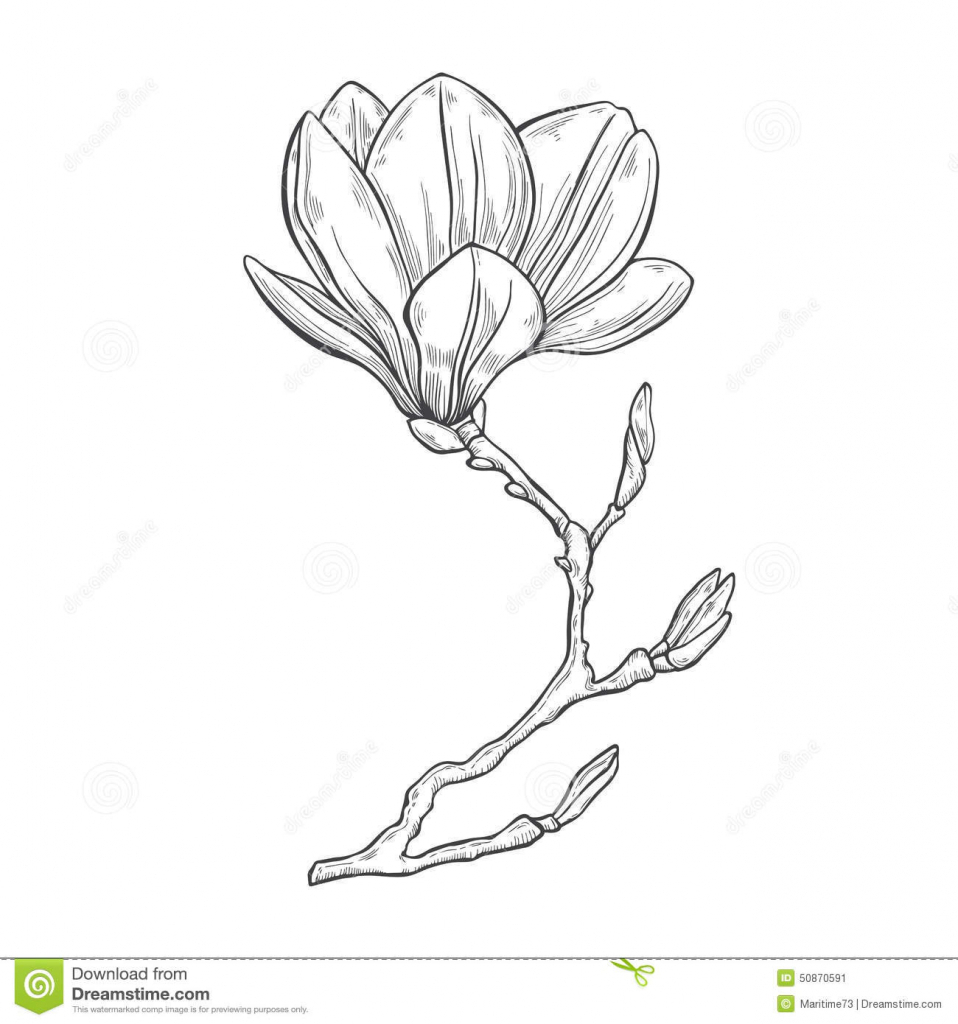 958x1024 Magnolia Flower Sketch Magnolia Drawing At Getdrawings Free For - Magnolia Flower Sketch