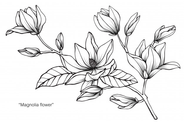 626x417 Magnolia Flower Drawing Illustration Vector Premium Download - Magnolia Flower Sketch