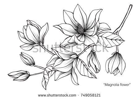 450x320 Magnolia Flower. Drawing And Sketch With Black And White Line Art - Magnolia Flower Sketch