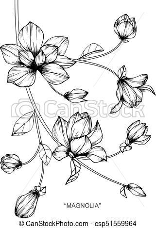 321x470 Magnolia Flower. Drawing And Sketch With Black And White Line Art. - Magnolia Flower Sketch