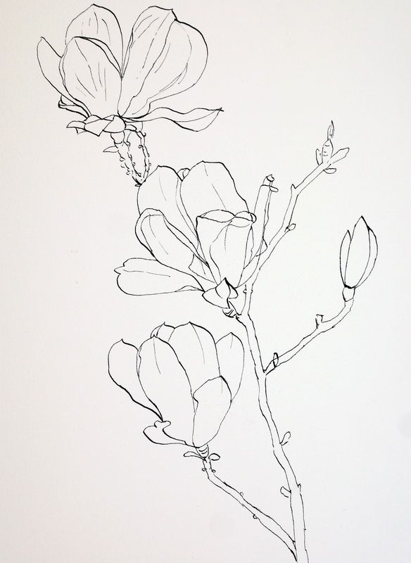 584x800 Pen Drawings Of Flowers Completed Ink Drawing Of Pink Magnolia - Magnolia Flower Sketch