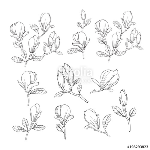 500x500 Set Of Floral Elements. Bundle Of Linear Sketch Of Magnolia - Magnolia Flower Sketch