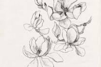 343x228 Small Magnolia Flower Drawing - Magnolia Flower Sketch