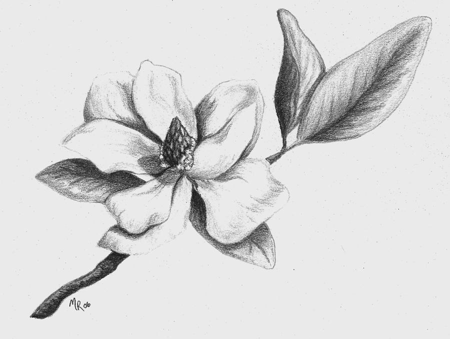 900x678 Southern Magnolia Drawing By Mary Rogers - Magnolia Flower Sketch