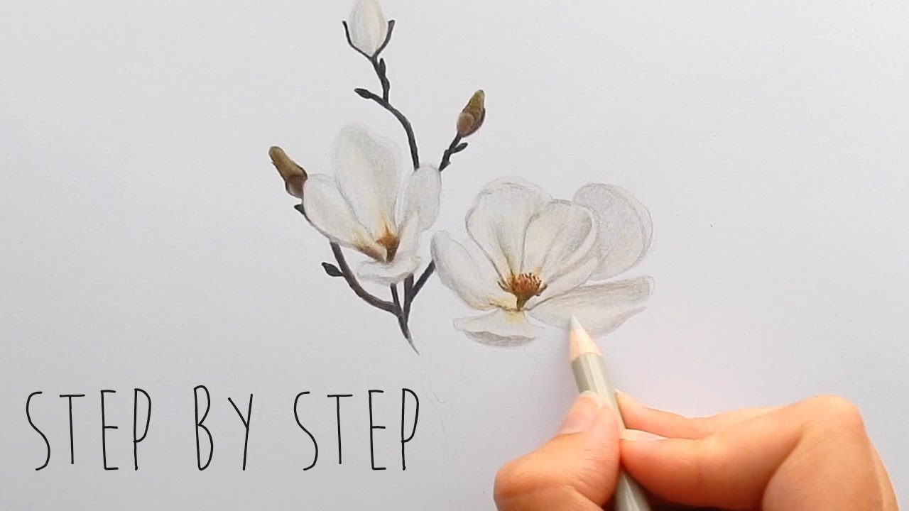 1280x720 Step By Step How To Draw, Color A White Magnolia Flower With - Magnolia Flower Sketch