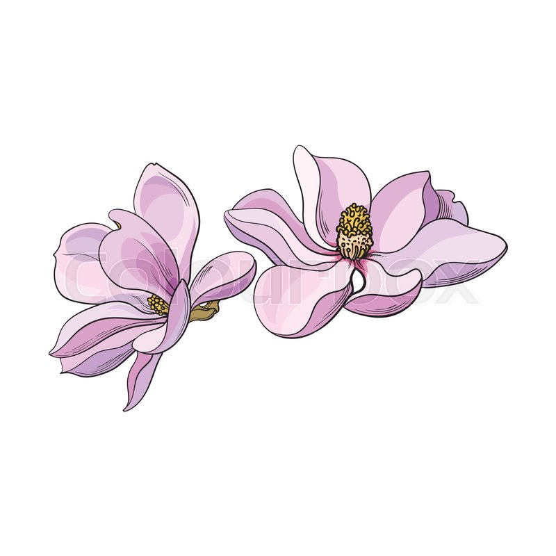 800x800 Two Pink Magnolia Flowers, Sketch Style Vector Illustration - Magnolia Flower Sketch